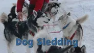 Dog Sledding