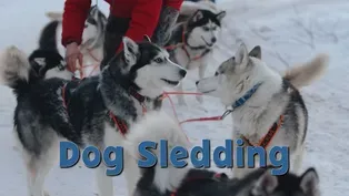 Dog Sledding