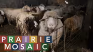Prairie Mosaic 1605