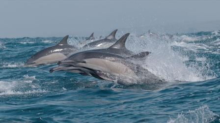 Video thumbnail: Nature Preview of The Ocean's Greatest Feast
