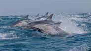 Preview of The Ocean's Greatest Feast