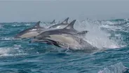 Preview of The Ocean's Greatest Feast
