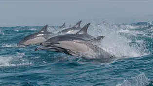 Preview of The Ocean's Greatest Feast