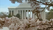 Washington Cherry Blossoms: A Gift of Friendship