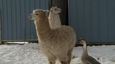 Video thumbnail: The Slice Animal Care in Northern Minnesota