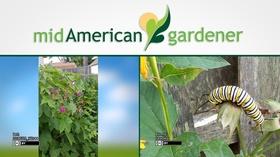 Video thumbnail: Mid-American Gardener August 30, 2018: Mid-American Gardener w Tinisha Shade-Spain