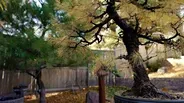 Bonsai in Autumn