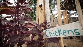 Video thumbnail: NC Weekend Roots and Fruits Market