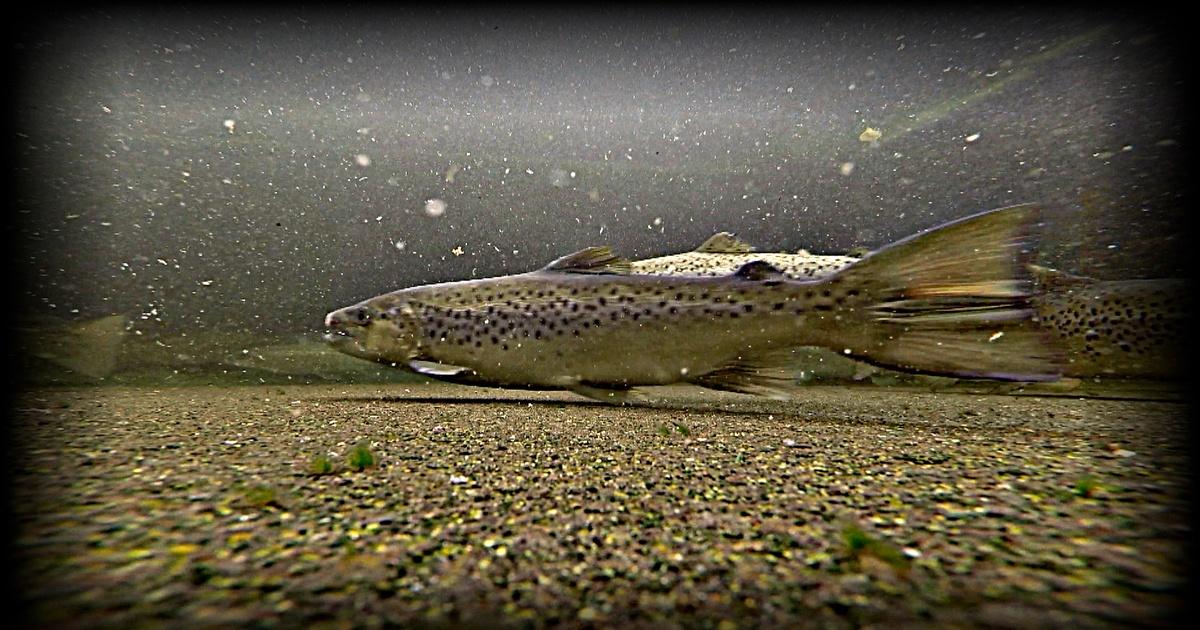 Vermont Is Stocking a New Strain of Rainbow Trout That Could Prove