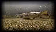 Salmon of the Clyde River