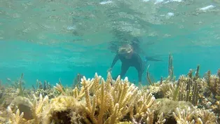 Coral Hybrids - Trailer