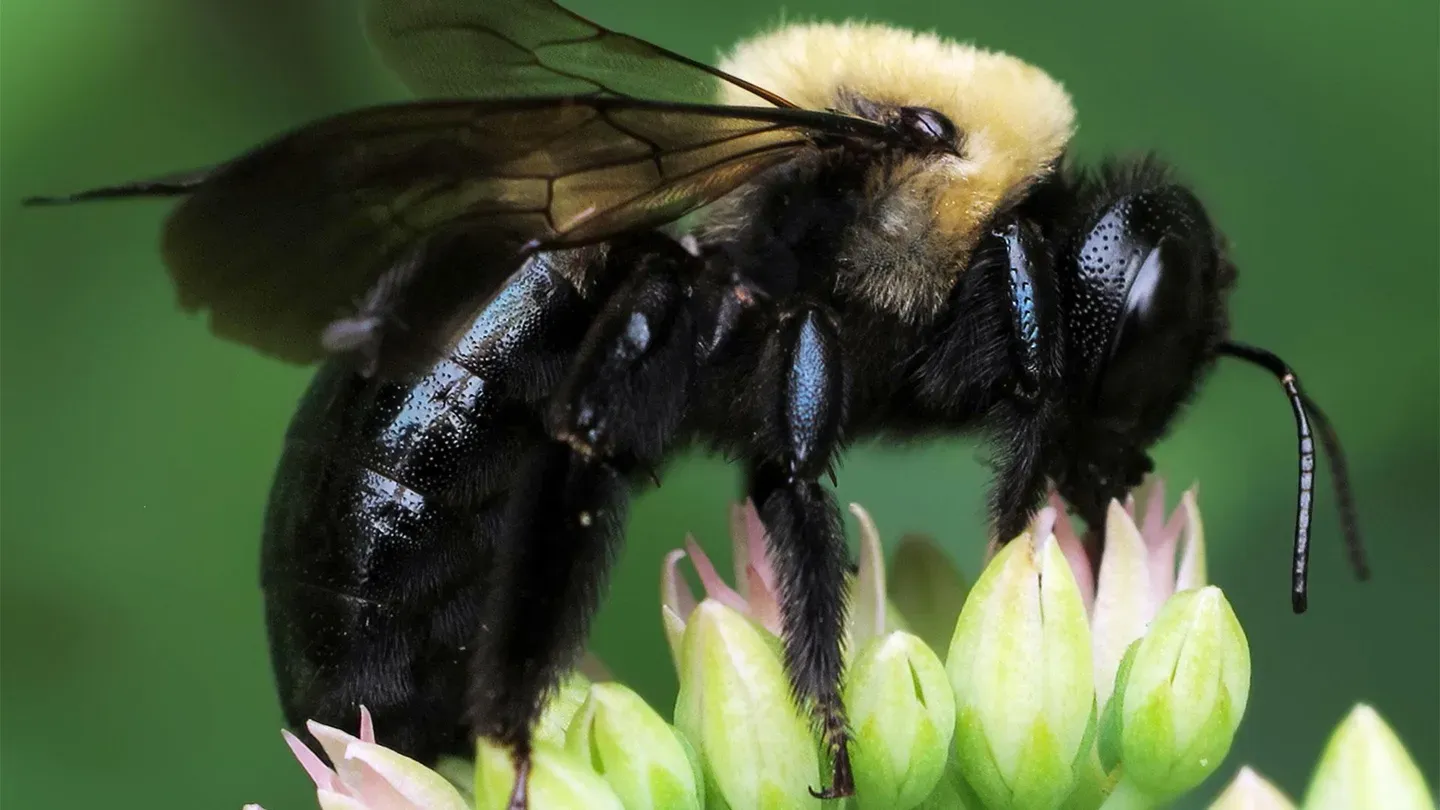 Mason Bee Revolution