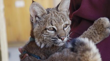 Video thumbnail: Destination Michigan Alto: Boulder Ridge Wild Animal Park
