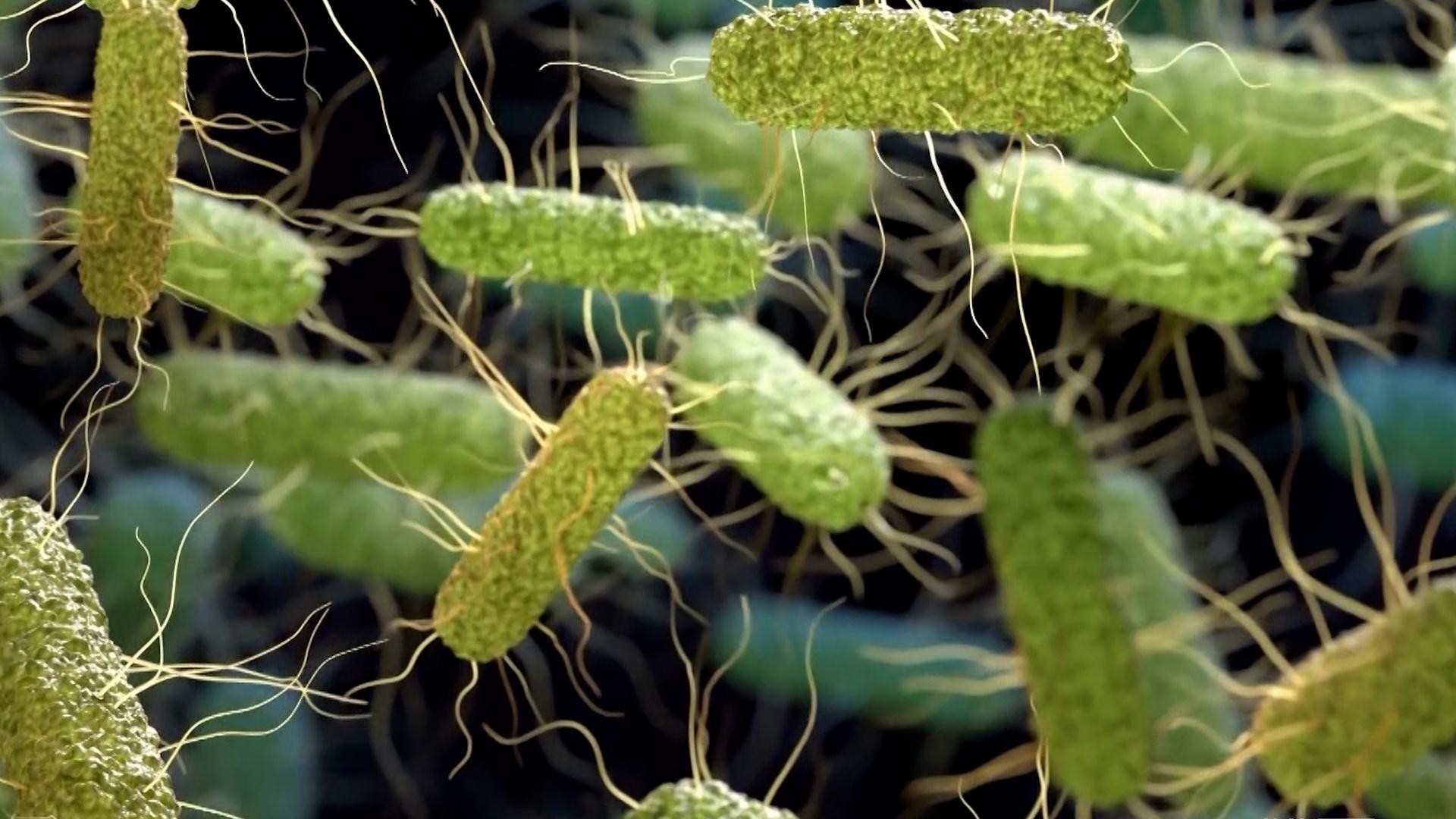 Salmonella Outbreak Hits Central Kentucky