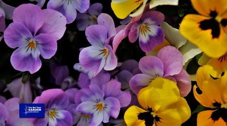 Video thumbnail: You Bet Your Garden You Bet Your Garden S3 Ep. 1 Fall Gardening