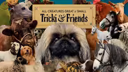 All Creatures Great and Small: Tricki & Friends Preview
