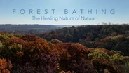 Forest Bathing: The Healing Nature of Nature