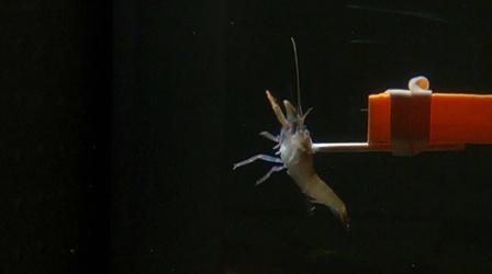 Video thumbnail: SCI NC Duke High Speed Photo Science