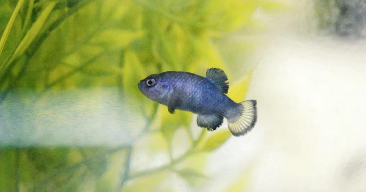 Rarest Fish Spotted Untold Earth | Why The World’s Rarest Fish Is Trapped In The Hottest ...