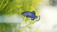 Why The World’s Rarest Fish Is Trapped In The Hottest Desert On Earth