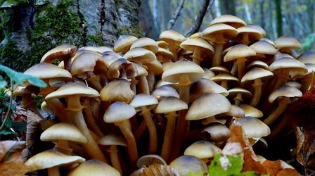 Video thumbnail: What's Wild Uncovering the Hidden Work of Mushrooms in South Carolina
