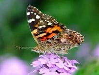 Butterflies (2010): asset-mezzanine-16x9
