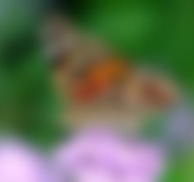 NatureScene