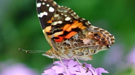 Video thumbnail: NatureScene Butterflies (2010)
