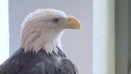 Eagles Along the Mississippi