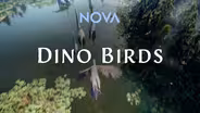 NOVA #5203 | Dino Birds | Trailer