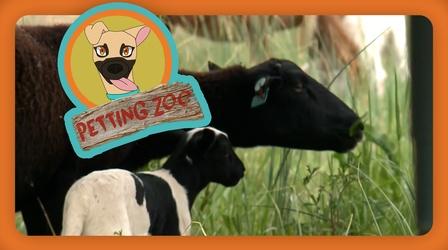 Video thumbnail: NewsDepth Petting Zoo: Sheep 'Lambscape' Solar Farm