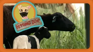 Petting Zoo: Sheep 'Lambscape' Solar Farm