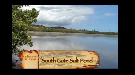 Video thumbnail: Rediscover St. Croix Rediscover St. Croix: Birds