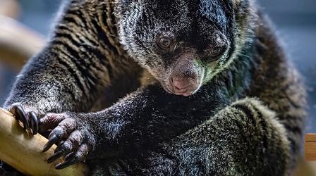 Bear Cuscus