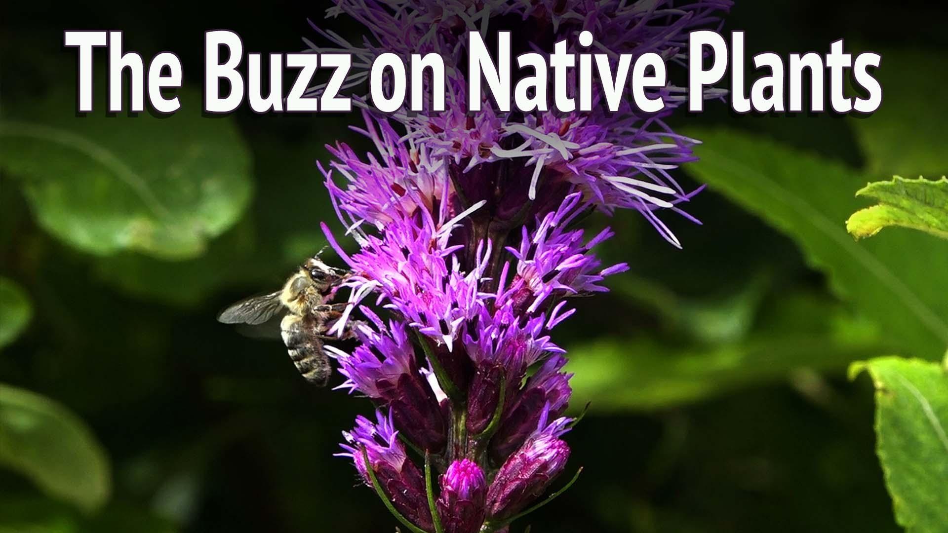 The relationship between native plants and pollinators and our ever-changing climate.