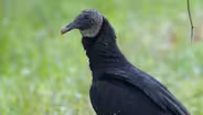 Meet Nature’s Cleanup Crew - Turkey Vultures