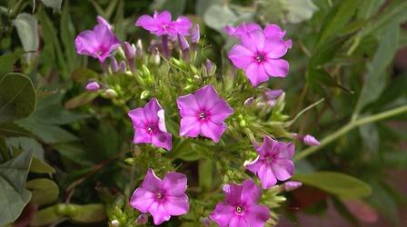 Video thumbnail: Virginia Home Grown Make Your Own Floral Arrangement
