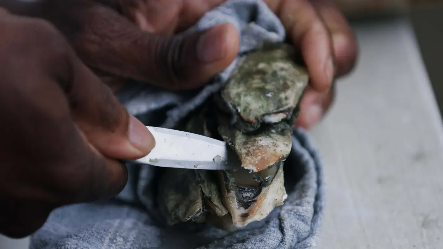 Oysters in South Carolina