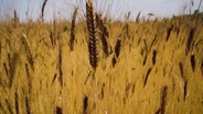 Wheat | Superabundant