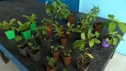 Volunteer Gardener 3509