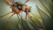 How Pollination Got Going Twice