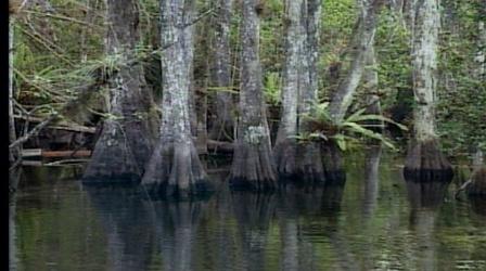 Video thumbnail: NatureScene Big Cypress National Preserve (1996)