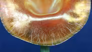 Appraisal: Quezal “Jack in the Pulpit” Vase, ca. 1900