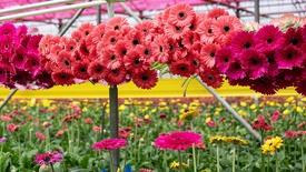 Flowers by the Ocean: asset-mezzanine-16x9