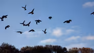 Searching for Surviving Glossy Black Cockatoos