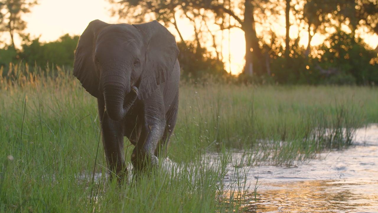 The White Elephant. A Unique and Endangered Species, by Nedelcu Alina, Exploring the world