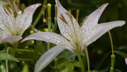 Partnerships & Fall Garden Tips