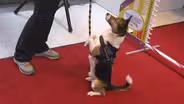 WESTMINSTER AGILITY ABILITY