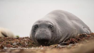 The Elephant Seals of Año Nuevo