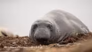 The Elephant Seals of Año Nuevo
